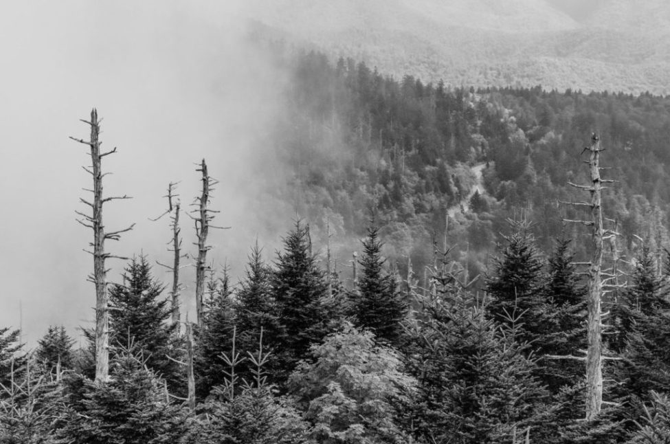 christmas-in-smokies-1024×678